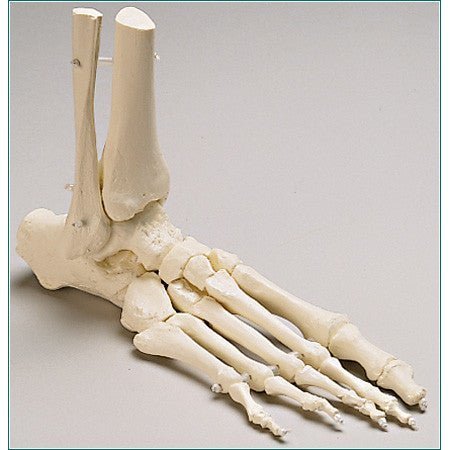 DENOYER-GEPPERT Anatomical Model, Prem Elastic Mounted Foot w/Distal Tibia & Fibula SB47